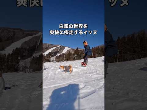 一面の銀世界をトップスピードで走り続ける体力おばけな豆柴 豆柴 柴犬 ゲレンデ shorts サムネイル
