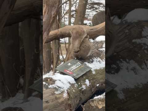 statue リスの森を外側から♪ 那須どうぶつ王国にて　2026年1月1日 サムネイル