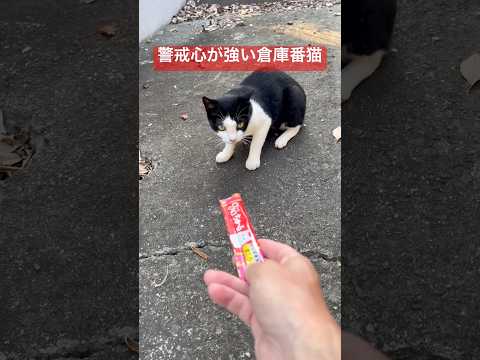 人見知りが激しい倉庫番猫 A cat that is extremely shy around strangers.…