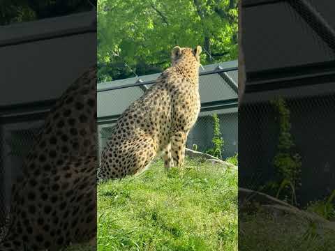 shorts 初夏の兆し 青空と新緑とアジャブさん　チーター　千葉市動物公園にて　2026年4月19日 サムネイル
