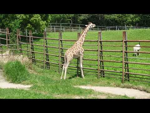 キリンのコノカちゃん　千葉市動物公園　2026年5月9日 サムネイル