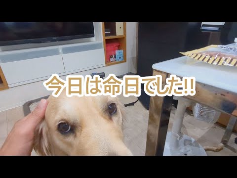 今日は命日でした。ゴールデンレトリバーティト サムネイル