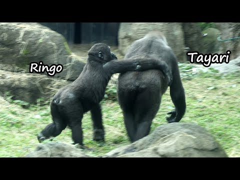 Gorilla Ringo acted like Tayari's bodyguard金剛猩猩Tayari,Jabal… サムネイル