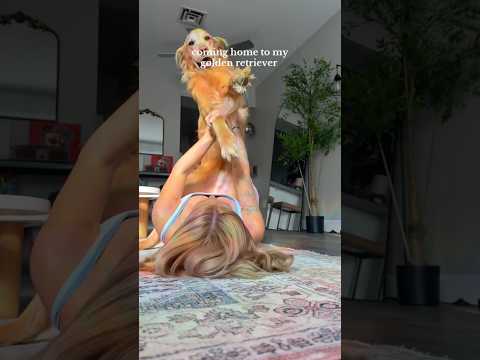 coming home to my golden retriever🥵goldenretreivers dog pup… サムネイル