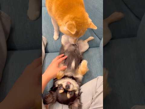 日常🐶🐶柴犬 チワワ shorts