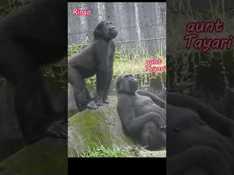Jump.banyan aerial roots.gorilla Tayari 15y2m old aunt & ne… サムネイル