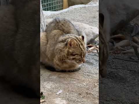 shorts 眠る❣️ビワくん　アムールヤマネコ　那須どうぶつ王国　2026年1月30日 サムネイル