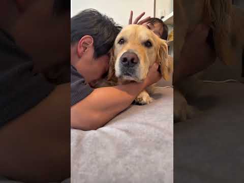 とりあえずギューされる大型犬 ゴールデンレトリバー 大型犬のいる生活 goldenretreiver 大型犬と子供 サムネイル