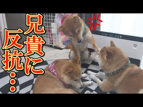 【神回】ヒーター前の場所取り争いが、おもしろ可愛くて笑いが止まりません・・・ サムネイル