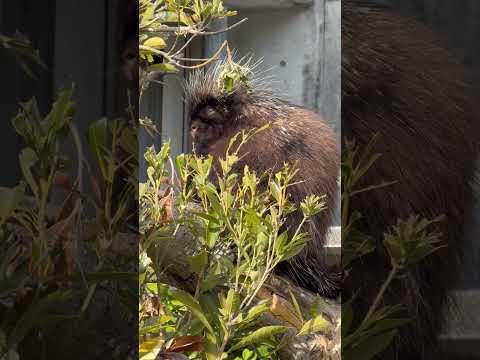 shorts サシコちゃん‥カナ🤔？　カナダヤマアラシ　浜松市動物園にて　2026年2月14日 サムネイル