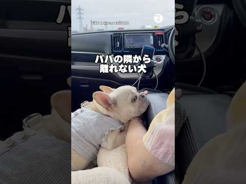 パパの隣から離れない犬。運転中もずっと見つめてる。　フレンチブルドッグ かわいい犬 かわいい 犬のいる暮らし 癒し サムネイル