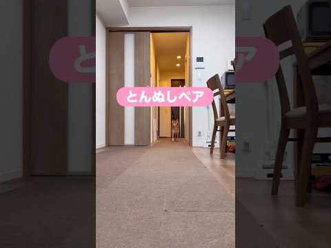 金メダル獲得です🥇　柴犬　柴犬とん サムネイル