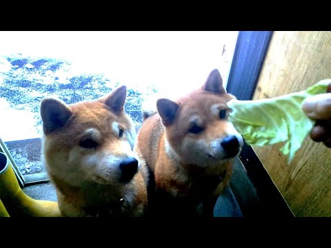 2026年1月18日(日) キャベべワン サムネイル