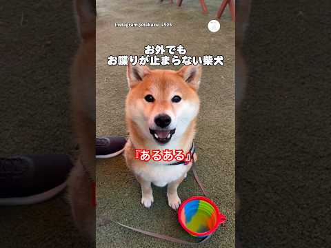 飼い主のご飯中、お喋りが止まらない柴犬　　　　柴犬　犬　かわいい犬 かわいい 柴犬のいる暮らし サムネイル