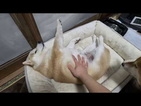 なかなかベッドから起きあがってくれない今日この頃と寝かしつけの為に起こすという良く分からん事になってる家庭事情 サムネイル