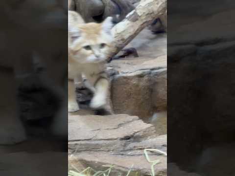 shorts アルドくん　スナネコ　那須どうぶつ王国にて　2026年3月27日 サムネイル