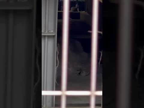 shorts たとえお腹しか見えなくても🥹❣️ マヌルネコのハニーさま　東山動植物園にて　2026年3月13日 サムネイル