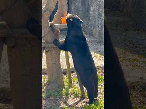 shorts マーチンくん登場〜😊　マレーグマ　のんほいパークにて　2026年4月3日 サムネイル