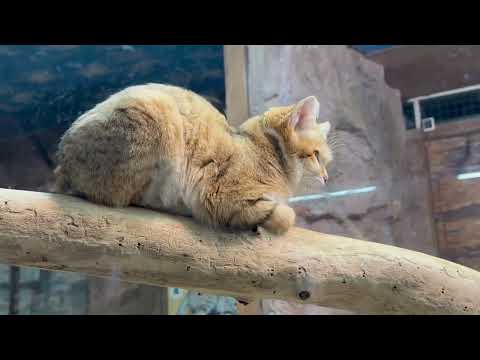 ヤシュくん 私は起こして無いヨ！　スナネコ　那須どうぶつ王国にて　2025年12月31日 サムネイル