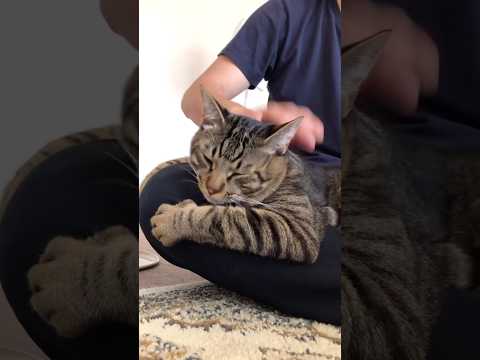 トントンして欲しい保護猫と膝に乗ってくれて嬉しい夫の関係性がWin-Winすぎる 保護猫 キジトラ 子猫 野良猫 サムネイル