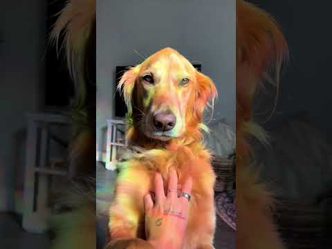 Golden retriver hug me india dog goldenretreiver dogbreed f… サムネイル