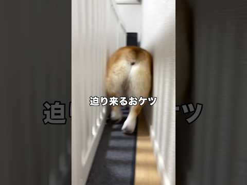 迫りくるお尻の迫力がすっごい コーギー コーギーおしり 食パン shorts サムネイル