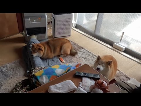 ストーブの魔力に取り憑かれた柴犬はなかなか動き出してくれません。 サムネイル