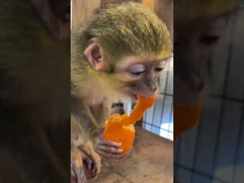 今年も皮むき上手なくるみおばあちゃん♪shorts おばあちゃん grandma サムネイル