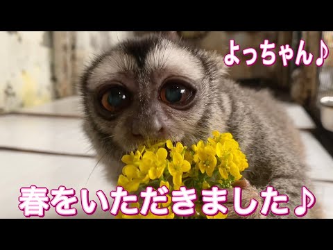 癒しのヨザルのよっちゃん♪美味しい春を堪能しました！！ サムネイル