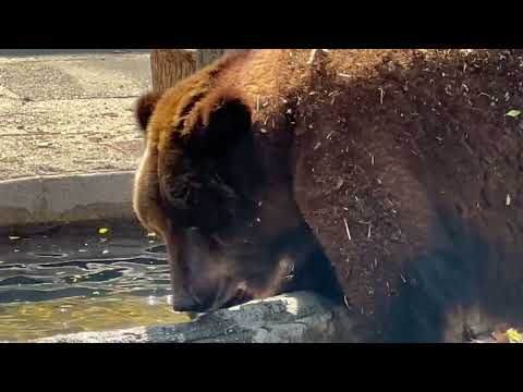 アマナちゃん 水場に向かってチャポン☺️ エゾヒグマ　のんほいパークにて　2026年4月3日 サムネイル