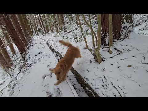 「雪遊びに出かけるよ」気温は一日中氷点下の真冬日。ゴールデンレトリバーには快適気温。 サムネイル