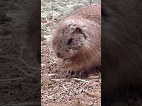 statue オグロプレーリードッグ　那須どうぶつ王国にて　2026年3月27日 サムネイル