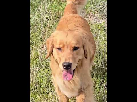 放牧されたようなゴールデンレトリバー サムネイル