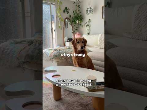 Dog-tor coby to rescue🛟goldenpup puppy goldenpupppy dogbree… サムネイル