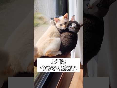 ふたりで乗るなって何回も言ってるよね･･･？ 猫 茶白猫 キジ白猫 shorts サムネイル