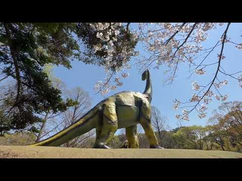 恐竜🦕と桜🌸　のんほいパークにて　2026年4月3日 サムネイル