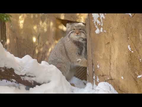 がりがりナゴムくん❣️マヌルネコ　那須どうぶつ王国　2026年1月12日 サムネイル