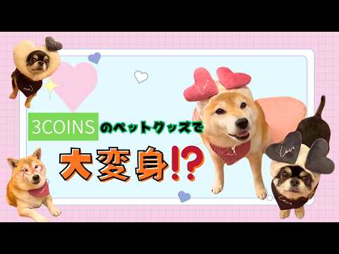 3COINSのペットグッズで大変身!? サムネイル