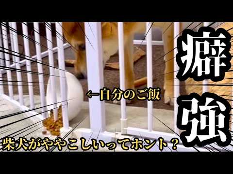 【なぜ？】いちいちご飯をぶちまけながら食べる柴犬に困っています サムネイル