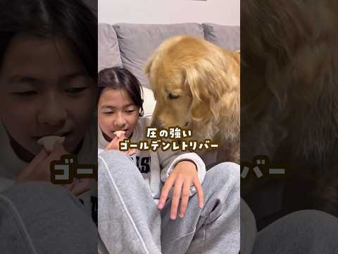 圧の強いゴールデンレトリバー ゴールデンレトリバー 大型犬のいる生活 大型犬と子供 goldenretreiver サムネイル