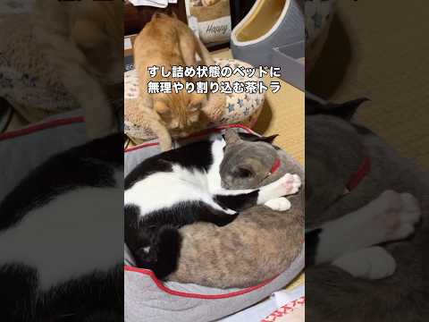 茶トラ兄ちゃんのことが大好きで踏まれても怒らない灰サビとハチワレ 茶トラ サビ猫 ハチワレ 保護猫 サムネイル