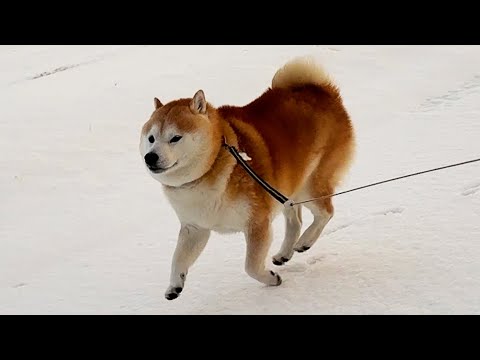 ギアチェンジする前に目で合図を送る柴犬 サムネイル