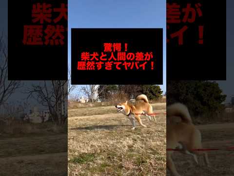 柴犬と人間の差が歴然すぎてヤバイ！　柴犬　柴犬とん サムネイル