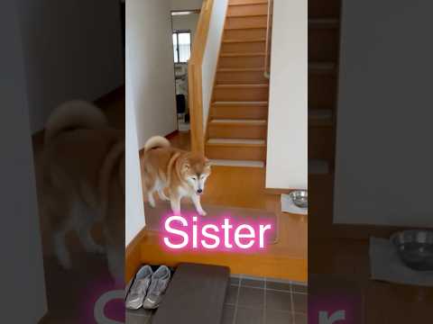柴犬福 姉と兄とで対応の差が酷い柴犬🤣Sis,Bro and Shiba🤣姉と柴 shorts japanesedog… サムネイル