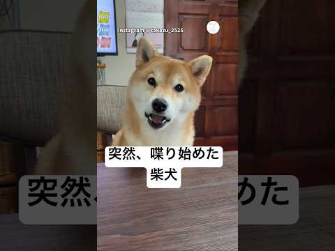 イスに上がってきて、そのまま話し始めた柴犬　　柴犬　犬　犬のいる暮らし 面白い　柴犬のいる暮らし サムネイル