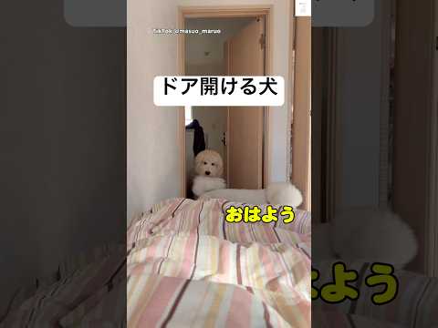 飼い主びっくり…勝手にドアを開けて入ってくる犬　スタンダードプードル 大型犬　犬　かわいい犬 犬のいる暮らし サムネイル