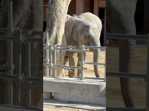 shorts おはよう うららちゃん　東山動植物園にて　2026年3月14日 サムネイル