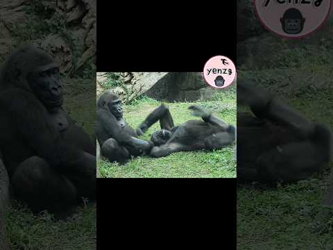 gorilla sisters 😅😁gorillatag taipeizoo 金剛猩猩 台北市立動物園 shorts サムネイル