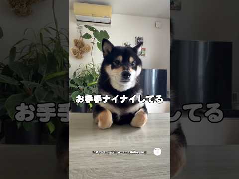 お手手ナイナイ中の柴犬にお手してみた　柴犬　黒柴　犬　かわいい犬 犬のいる暮らし