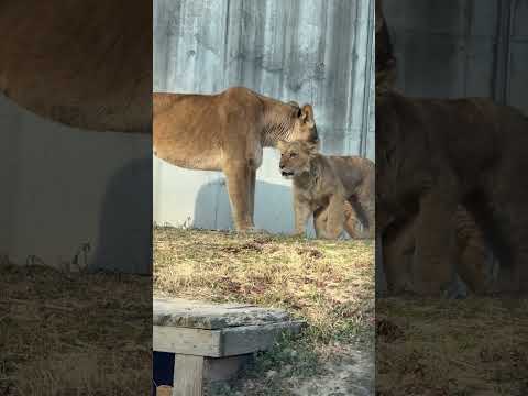 shorts 子どもたちとシルクさん　ライオン　のんほいパークにて　2026年1月23日 サムネイル